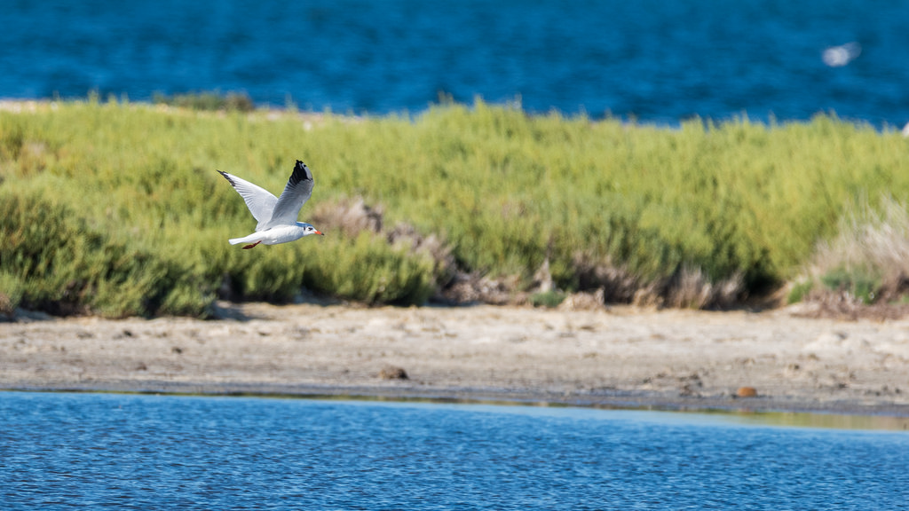 Mouette rieuse / Chroicocephalus ridibundus