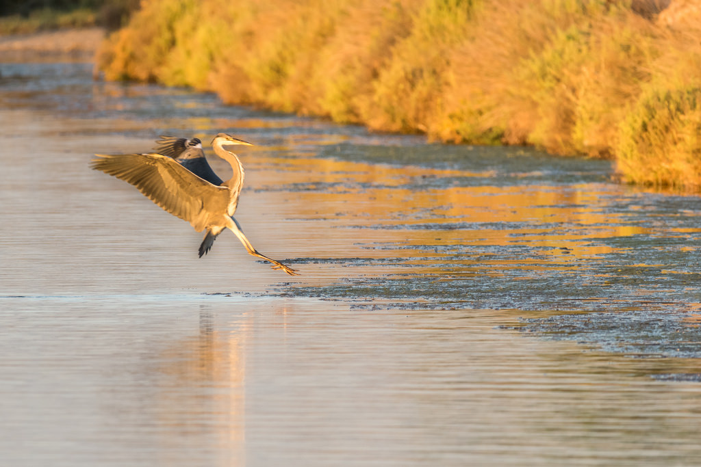 Héron cendré / Ardea cinerea