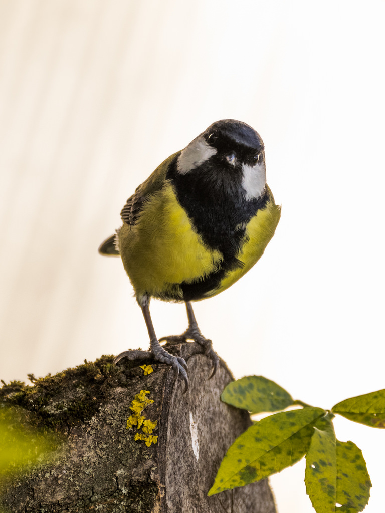 Mésange charbonnière / Parus major