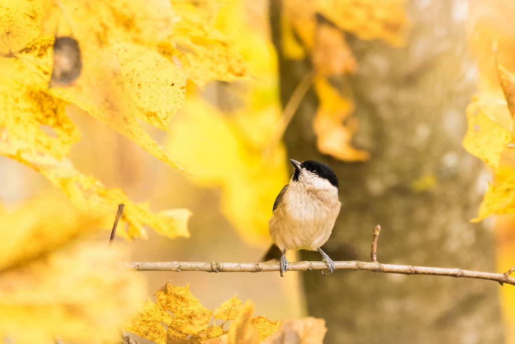 Mésange nonnette / Poecile palustris