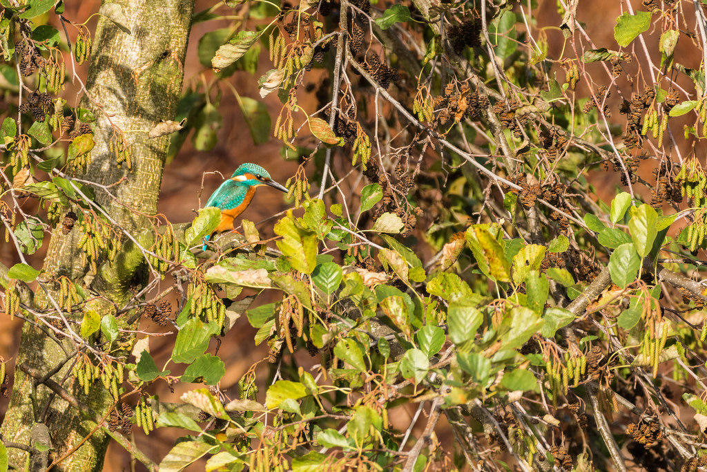 Martin pêcheur d'Europe / Alcedo atthis