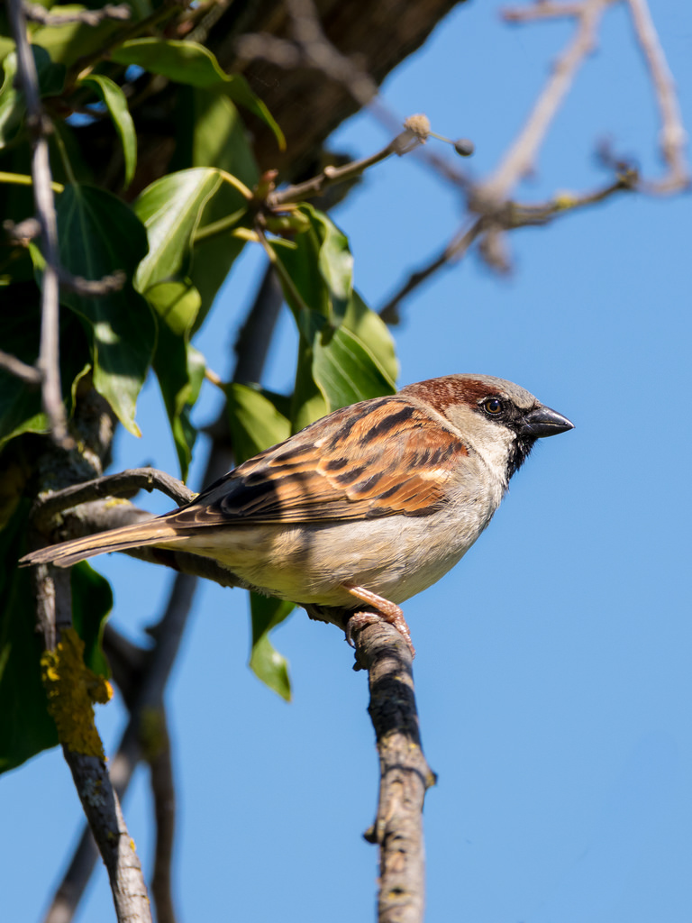 Moineau domestique / Passer domesticus