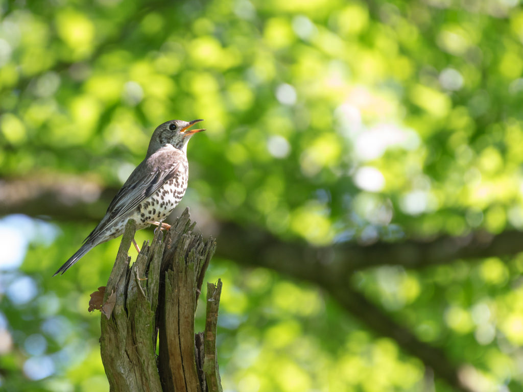 Grive musicienne / Turdus philomelos