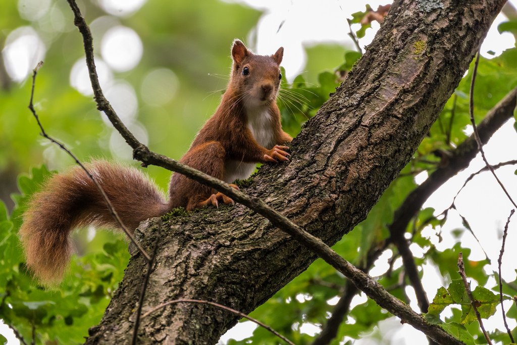 Ecureuil roux / Sciurus vulgaris