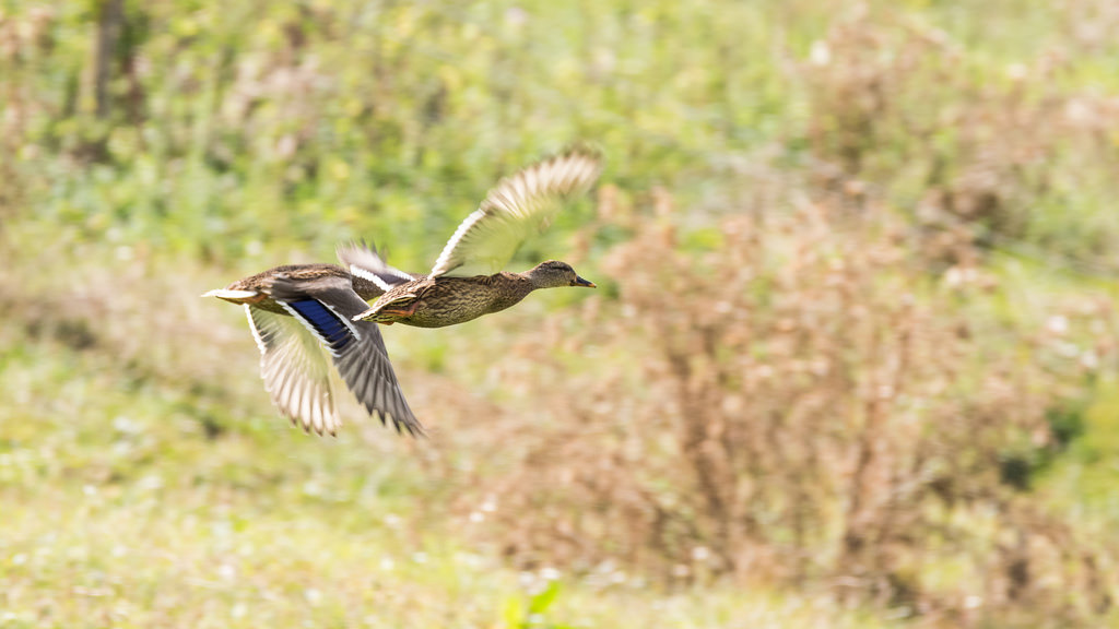 Canard colvert / Anas platyrhynchos