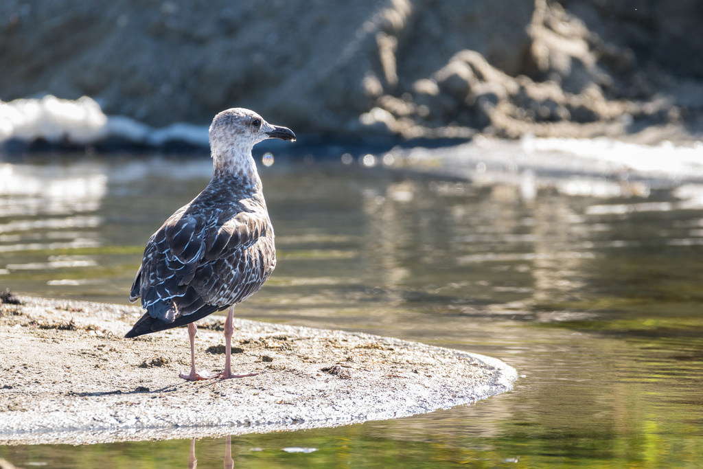 Goéland leucophée / Larus michahellis