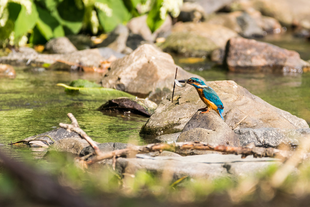 Martin pêcheur d'Europe / Alcedo atthis