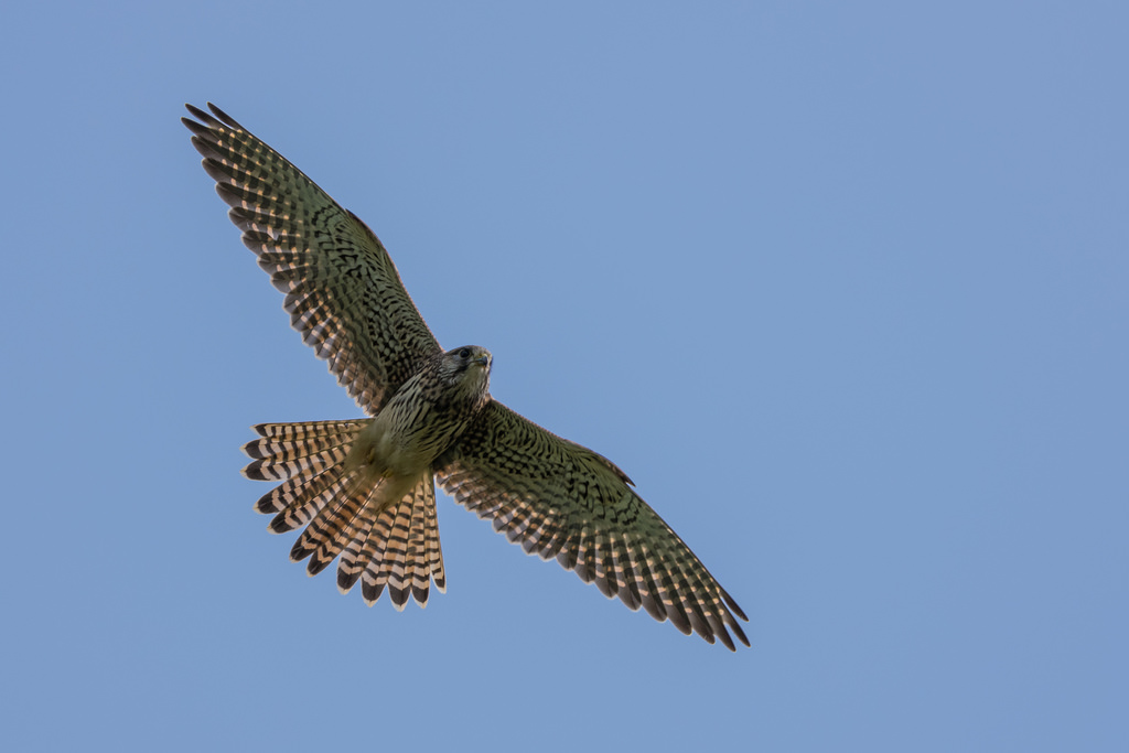Faucon crécerelle / Falco tinnunculus
