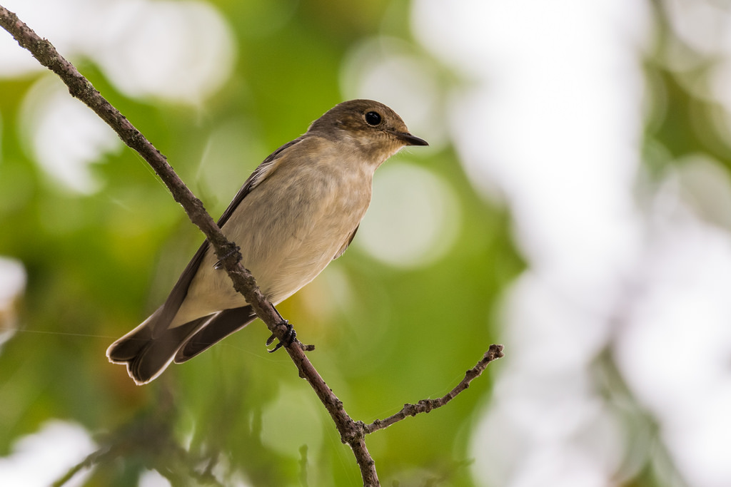 Gobemouche noire / Ficedula hypoleuca