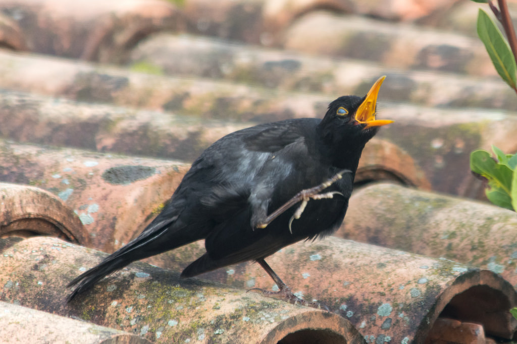 Merle noir / Turdus merula