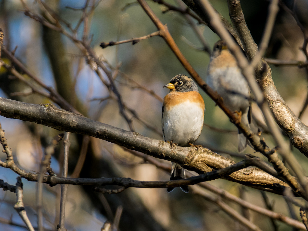 Pinson du Nord / Fringilla montifringilla