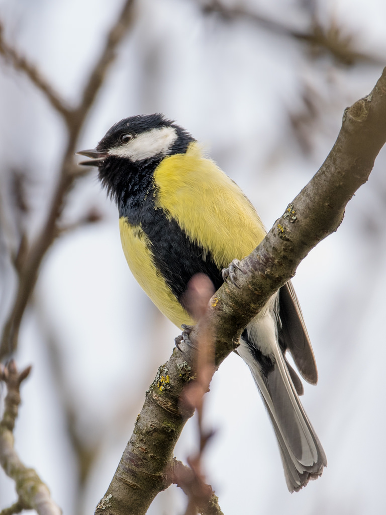 Mésange charbonnière / Parus major