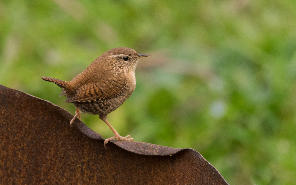 Troglodyte mignon / Troglodytes troglodytes