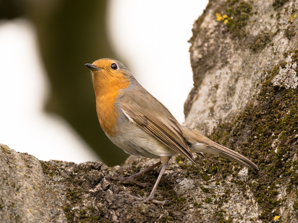 Rougegorge familier / Erithacus rubecula