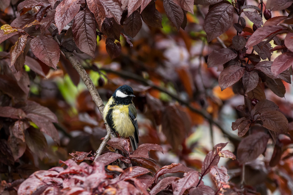 Mésange charbonnière / Parus major