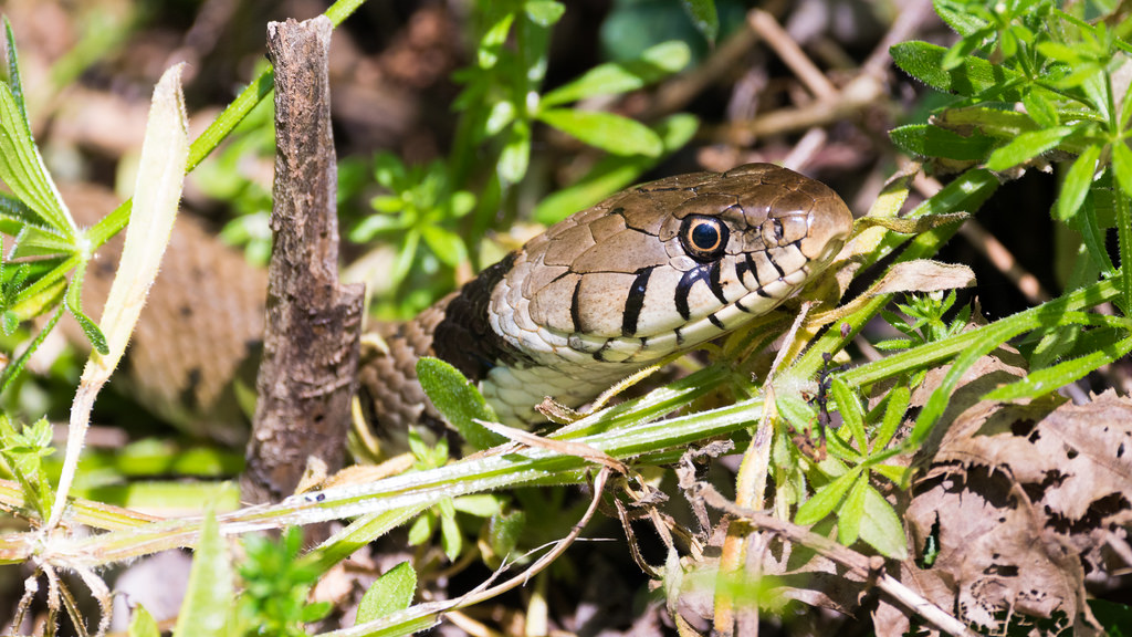 Couleuvre à collier / Natrix natrix