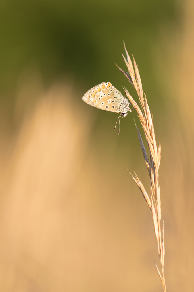 Argus commun / Polyommatus icarus