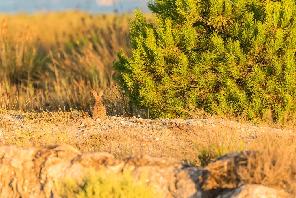 Lapin de Garenne / Oryctolagus cuniculus