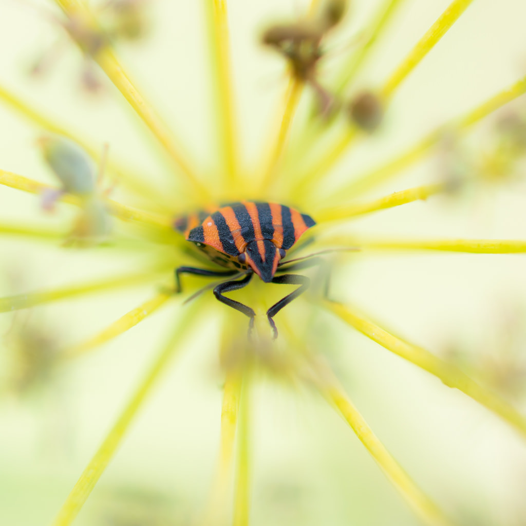 Punaise arlequin / Graphosoma lineatum