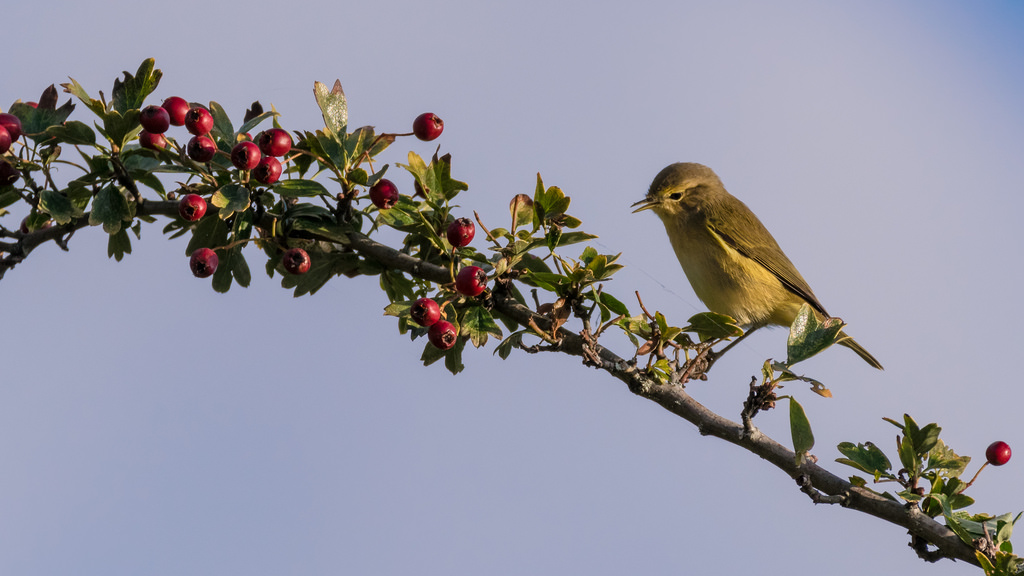 Pouillot véloce / Phylloscopus collybita