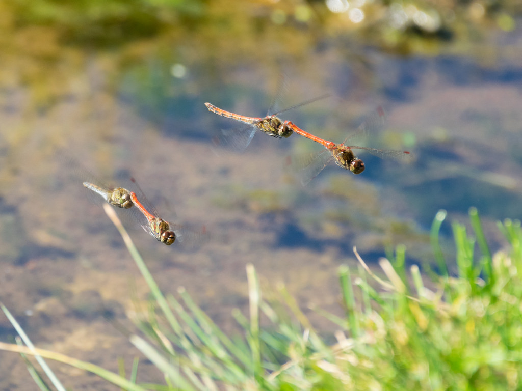 Sympétrum à nervures rouges / Sympetrum fonscolombii