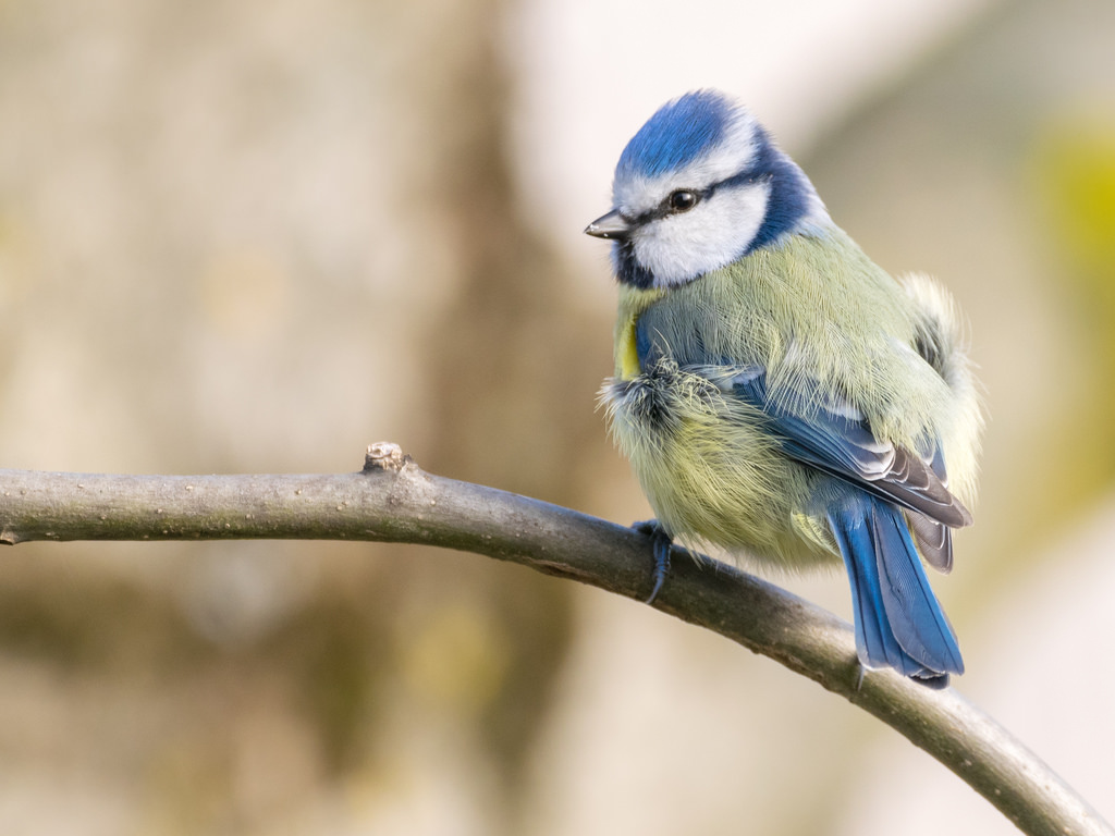 Mésange bleue / Cyanistes Caeruleus