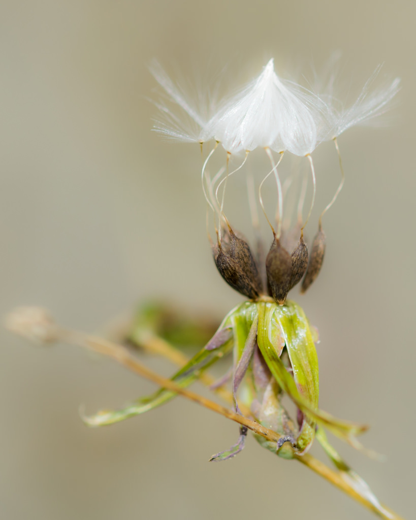 Pissenlit / Taraxacum officinale