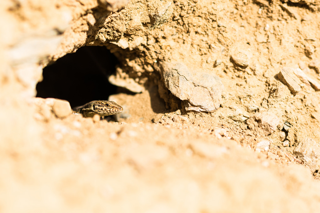 Lézard des murailles / Podarcis muralis