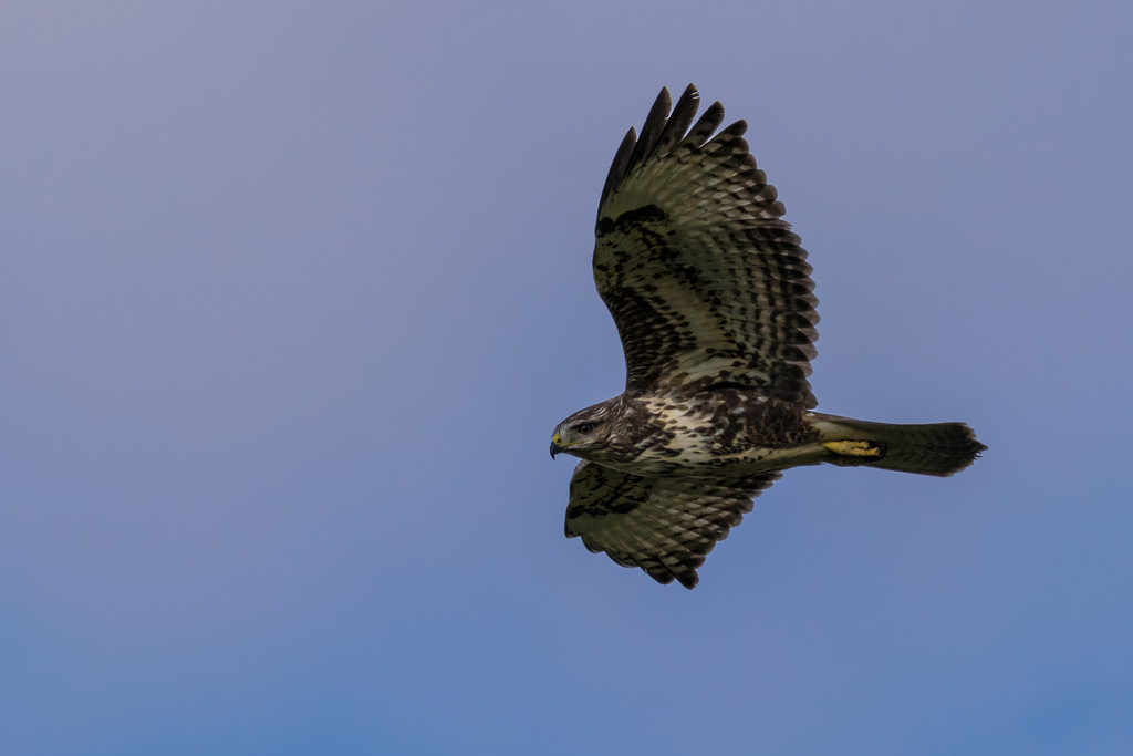 Buse variable / Buteo buteo