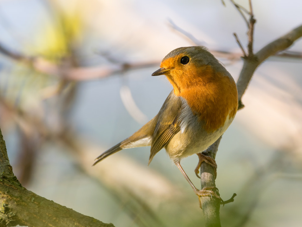 Rougegorge familier / Erithacus rubecula