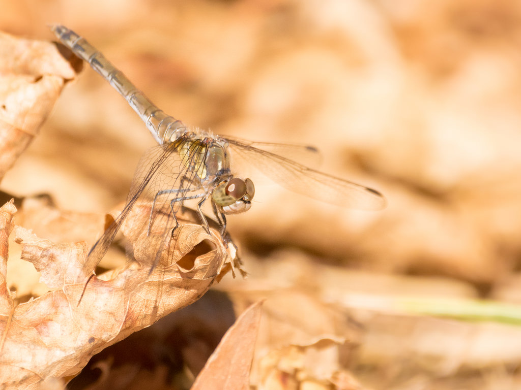 Sympétrum méridional / Sympetrum meridionale