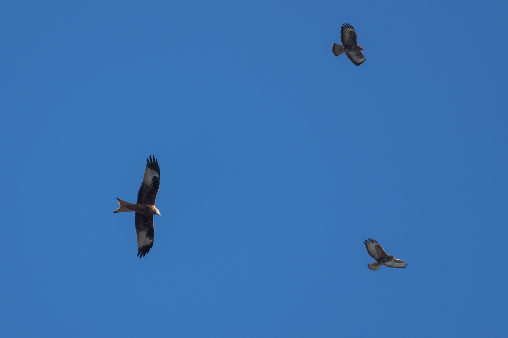 Buse variable, Milan royal / Buteo buteo, Milvus milvus