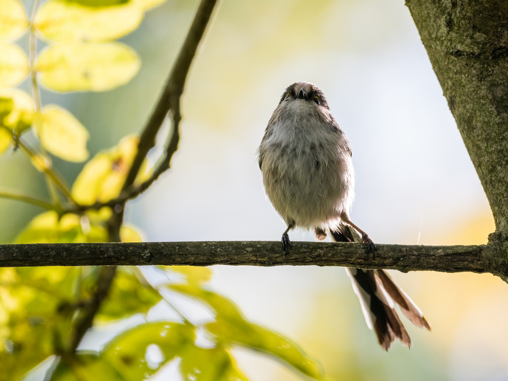 Mésange à longue queue / Aegithalos caudatus