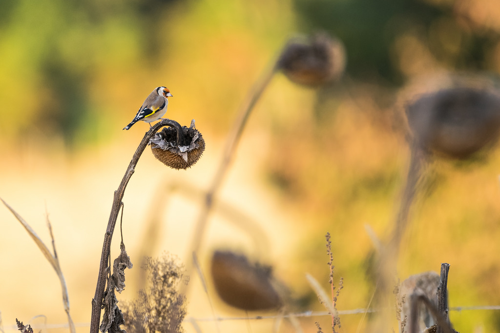 Chardonneret élégant / Carduelis carduelis