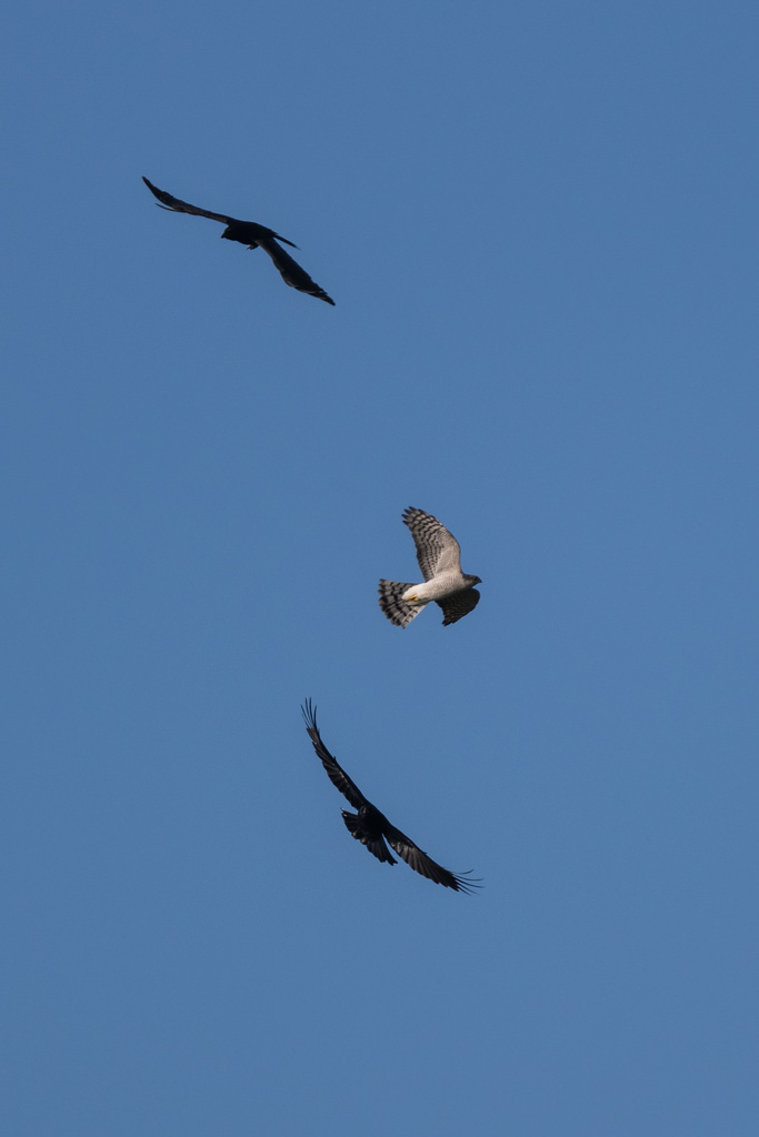 Autour des palombes / Accipiter gentilis