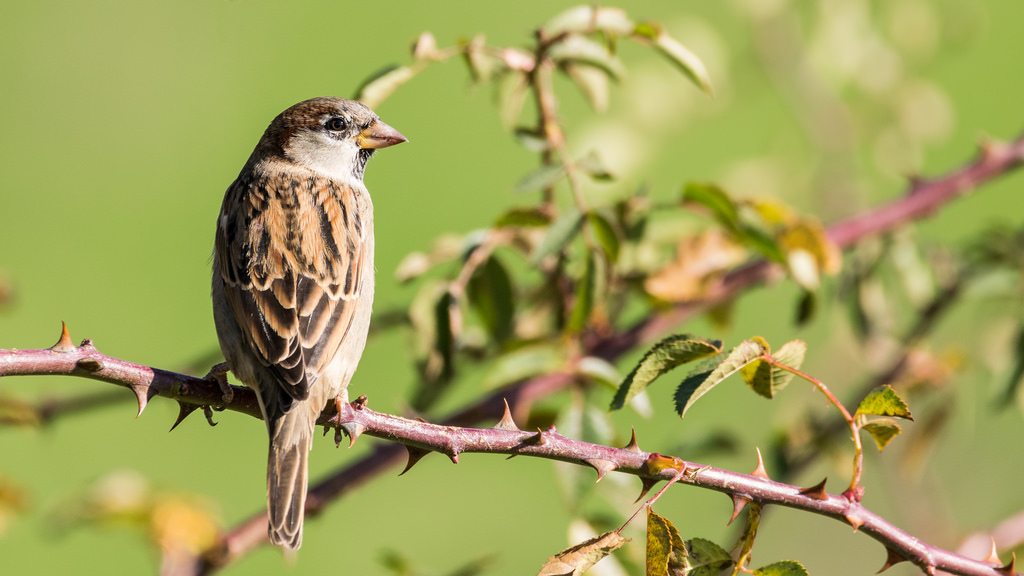 Moineau domestique / Passer domesticus