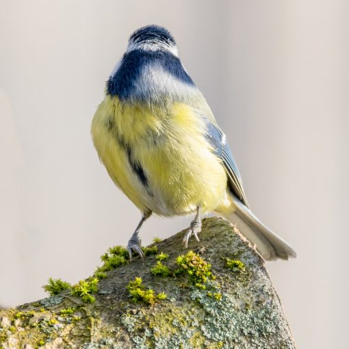 Mésange bleue / Cyanistes caeruleus