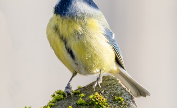 Mésange bleue / Cyanistes caeruleus