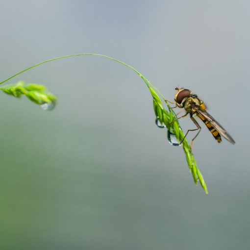 Syrphe ceinturé / Episyrphus balteatus