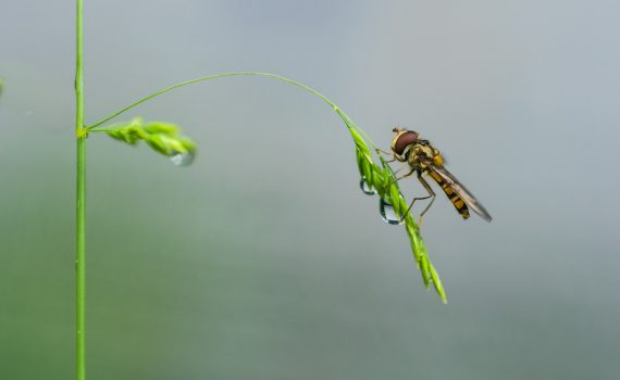 Syrphe ceinturé / Episyrphus balteatus