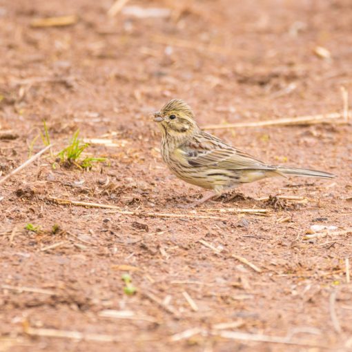 Bruant jaune / Emberiza citrinella