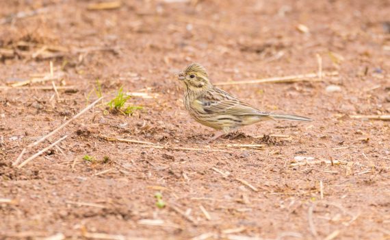 Bruant jaune / Emberiza citrinella