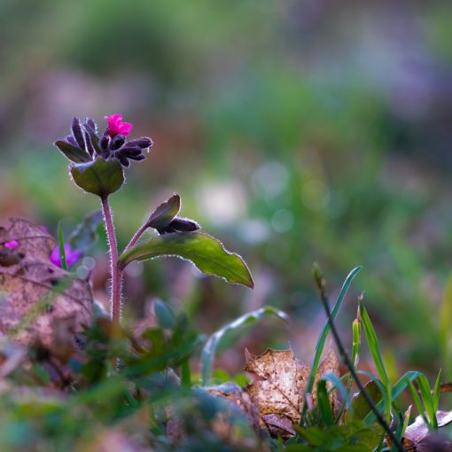 Fleur