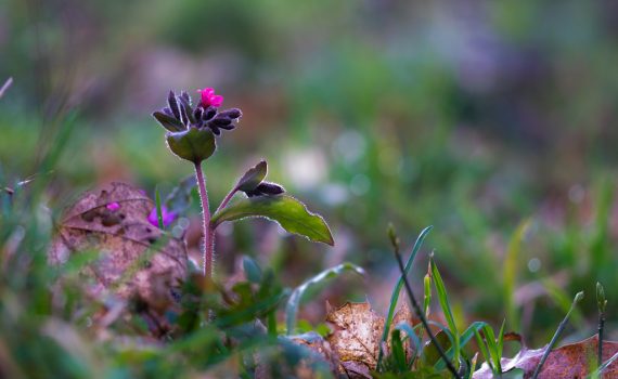 Fleur