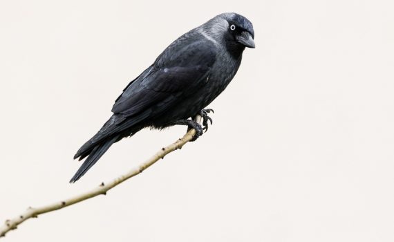 Choucas des tours / Corvus monedula