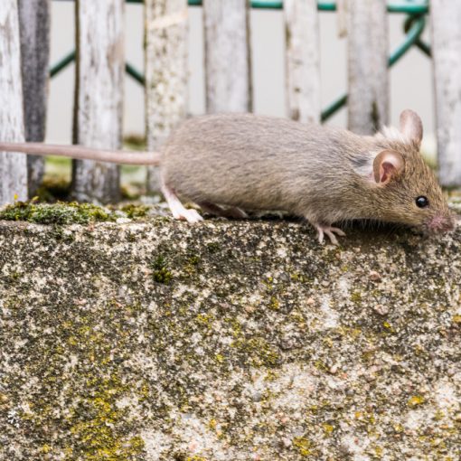 Souris domestique / Mus musculus