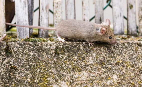 Souris domestique / Mus musculus