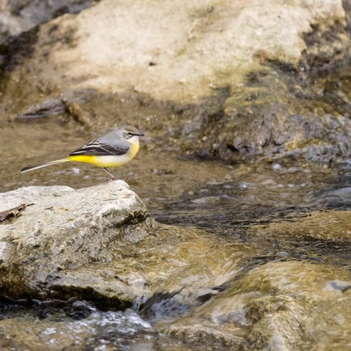 Bergeronnette des ruisseaux / Motacilla cinerea