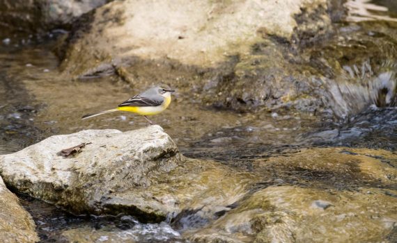 Bergeronnette des ruisseaux / Motacilla cinerea