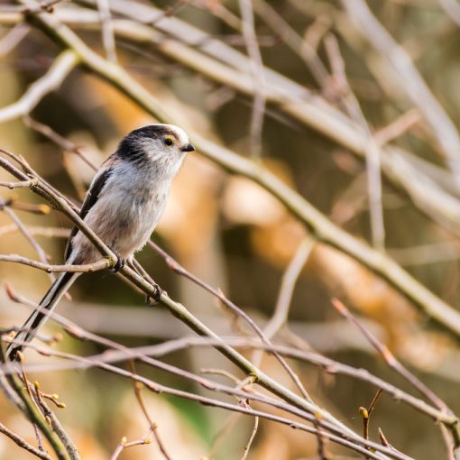 Mésange à longue queue / Aegithalos caudatus